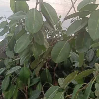 همکاری با نصفه کار گیاهان آپارتمانی در گلخانه|استخدام صنعتی، فنی، مهندسی|تهران, میدان میوه و تره‌بار مرکزی|دیوار