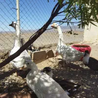 قوغاز