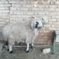 فروش میش بره کهره بز شیشک بختیاری شهر کردی|حیوانات مزرعه|کوار, |دیوار