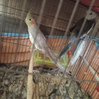 جفت عروس هلندی تخم گزار