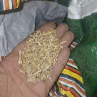 گندم