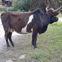 گاو گیل دورگ چهار ماه ورزا خورده فقیر فقیر(حامله )