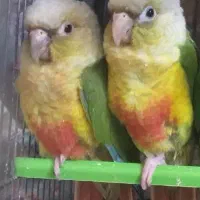 گرینچیک مولد با جوجه