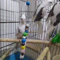 عروس هلندی|پرنده|قم, کیوانفر|دیوار