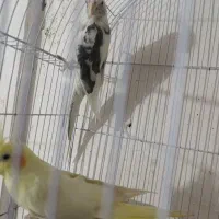 عروس هلندی|پرنده|قم, علی آباد|دیوار