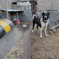 سگ چنبر گله ای به شرط همه چی|سگ|سلفچگان, |دیوار