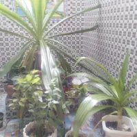 گل و گیاه|گل و گیاه طبیعی|شیراز, جوادیه|دیوار