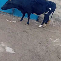 گاومحلیجوان|حیوانات مزرعه|انزل, |دیوار