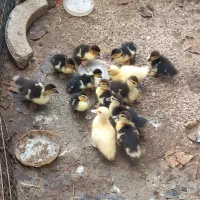 بچه اردک اسراییلی