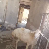 فروش یک راس گوسفند نر دو شیره مغان اصل