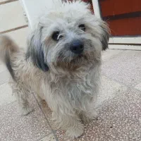 سگ پاپی|سگ|خمینی‌شهر, |دیوار