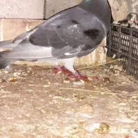 پلاکی عراقی