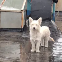 حامی حیوانات هستم