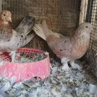 کبوتر سرور بزن|پرنده|زرقان, |دیوار