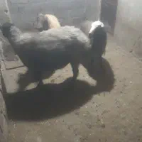 دوبره ماده  ویک راس شیشک