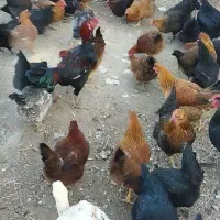 درودتعدادی بالاتخم مرغ محلی اصل نطفه دار