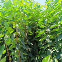 فروش نهال ریشه لخت عمده از خزانه