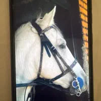 اسب سفید وبا اصالت