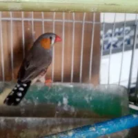 3عدد فنچ بالغ با قفس ولوازم|پرنده|مشهد, انقلاب|دیوار