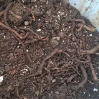 متخصص گل گیاه آپارتمانی زینتی|خدمات باغبانی و درختکاری|قم, نیروگاه|دیوار