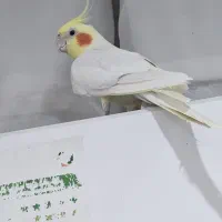 عروس هلندی نر