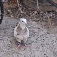 کبوتر ماده طوقی