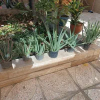 آلور اخوب و پر از ژله|گل و گیاه طبیعی|ورامین, ورامین|دیوار