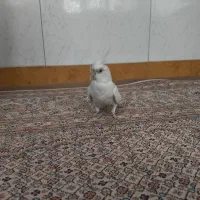 عروس هلندی آلبینو اهلی نر