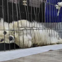 پامر روباهی