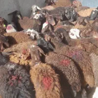 ۴۳ راس بره ماده