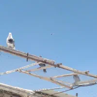کفتر گم شده