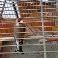 سهره نقش جفتی نروماده