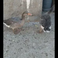 یک جفت بت صحرایی