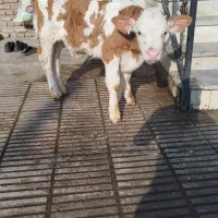 گوساله نر سیمینتال قرمز یکماه ونیم