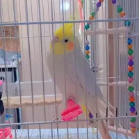 عروس هلندی جفت|پرنده|رشتخوار, |دیوار