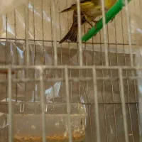 جفت سهره سبز باقفس|پرنده|تبریز, |دیوار