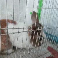 خرگوش|موش و خرگوش|چناران, |دیوار