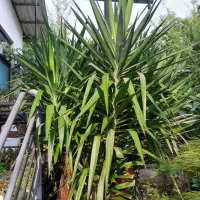 درخت یوکا باقدمت بیش از۳۰سال.غول پیکر.۳متری.سالم