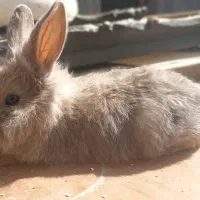 بچه خرگوش|موش و خرگوش|شاندیز, |دیوار