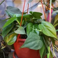 گلدان گیاه اسکاندیس سبز پتوس|گل و گیاه طبیعی|تهران, مجیدیه|دیوار