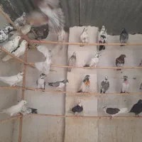 کبوتر پرشی کاشان
