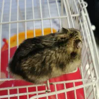 همستر|موش و خرگوش|اندیشه, پرنیان|دیوار