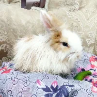 خرگوش با قفس