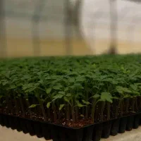 فروش عمده نشاء با کیفیت و مقاوم