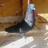 اشعل ماده درجه یک|پرنده|خرمشهر, |دیوار