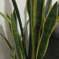 گل سانسوریا پر غلاف و پر پاجوش|گل و گیاه طبیعی|تربت جام, مطهری|دیوار