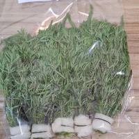 گیاه زینتی آکواریم|ماهی|بابل, |دیوار