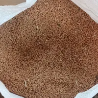 گندم تمیز تناژ ، تخفیف داره