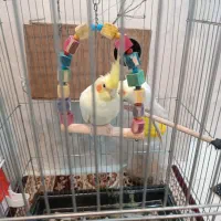 عروس هلندی جفت مولد|پرنده|دورود, |دیوار