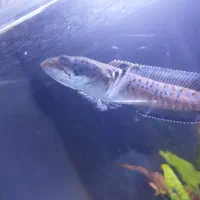 چانا اروانا سوماترا